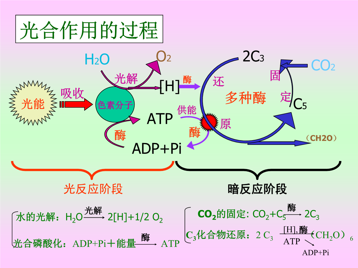 光合作用的過程機(jī)理.ppt