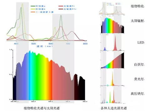 冬季大棚常缺 光 ,要怎么補(bǔ)