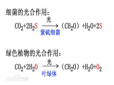 光合作用的反應式 初一生物