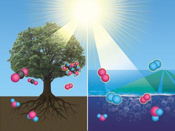 科研人員發現新型光合作用