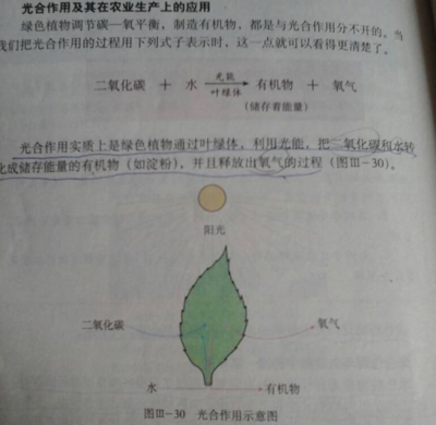 掐指一算，多肉臭美的日子可能不多了！光合作用的秘密與多肉植物的生存智慧