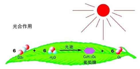 據說最美寢室里，都少不了它——光合作用