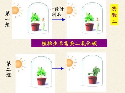 探索光合作用的奧秘 植物如何將陽光轉化為能量